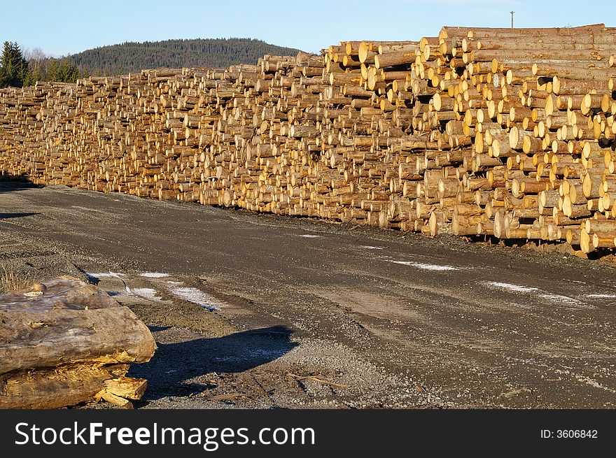 Log piles at a saw mill. Log piles at a saw mill
