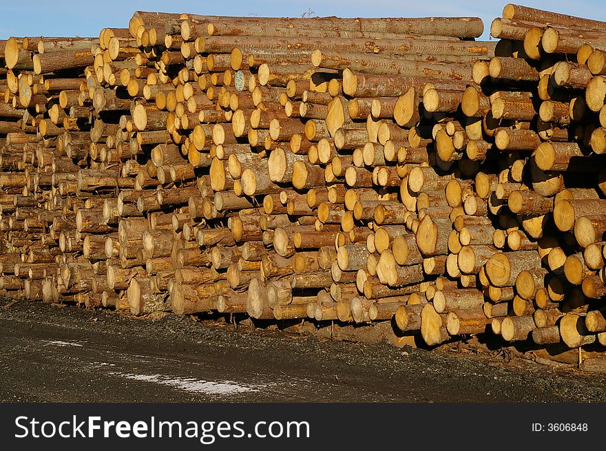 Log piles at a saw mill. Log piles at a saw mill