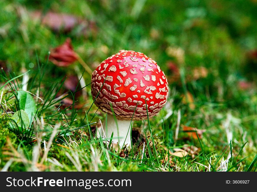 A brightly-capped mushroom grows in the leaf-littered lawn.