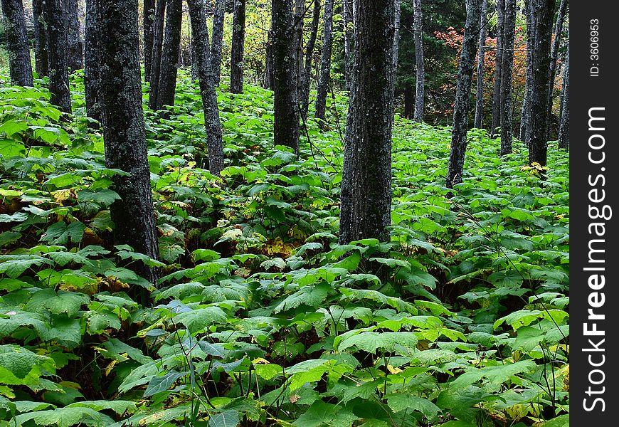 In the forest after the rain - trunks and tall grass