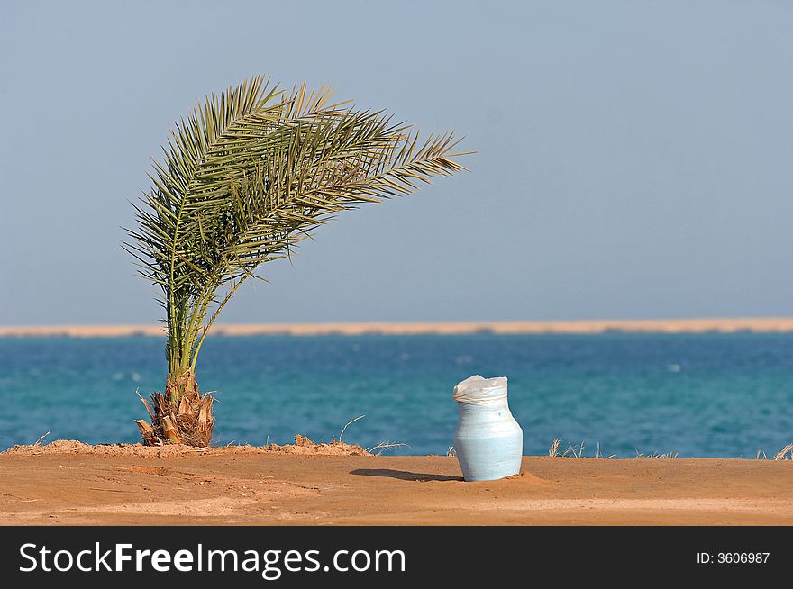 Solitary palm tree in the Egypt desert by the Red Sea.  Remnant of a blue container sitting nearby in sand. Solitary palm tree in the Egypt desert by the Red Sea.  Remnant of a blue container sitting nearby in sand.