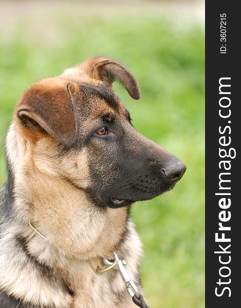 German shepherd dog puppy portrait in garden