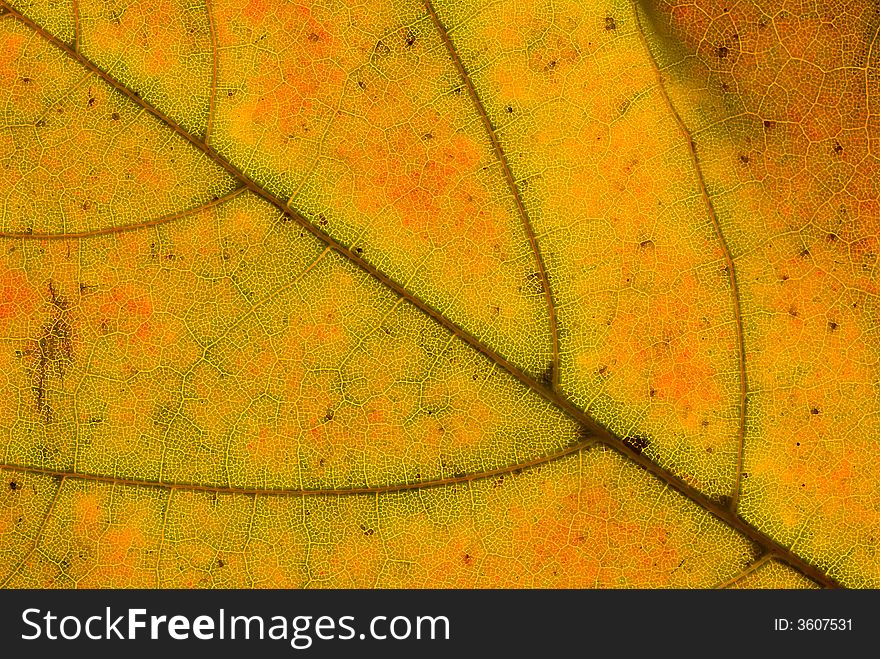 Multicolor leaf veins. Macro organic texture high resolution image.