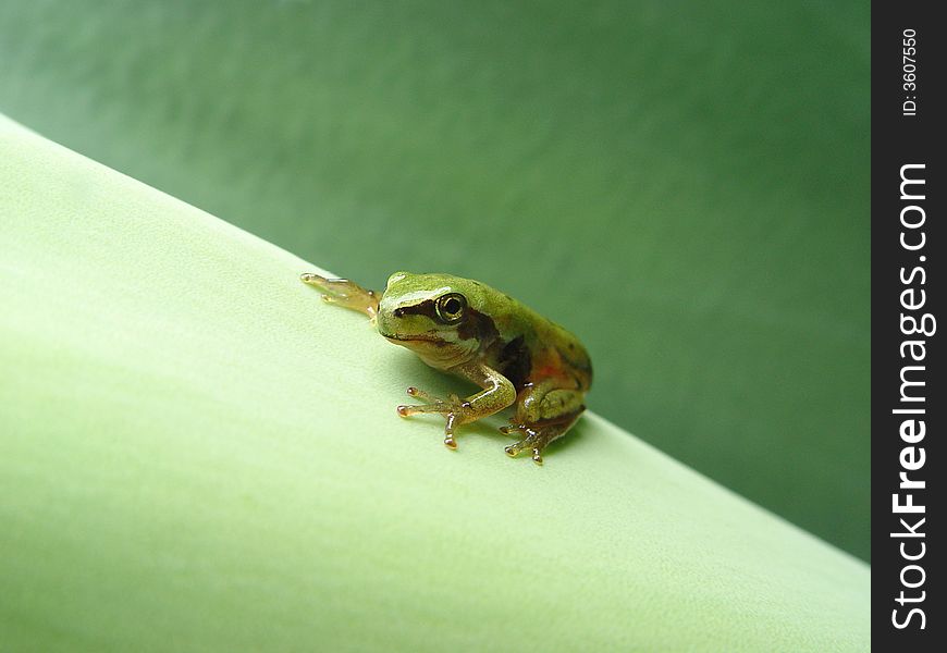 An outside their tadpole pond