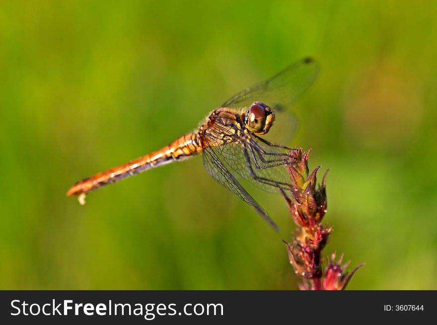 Dragonfly sitting on a branch. Dragonfly sitting on a branch