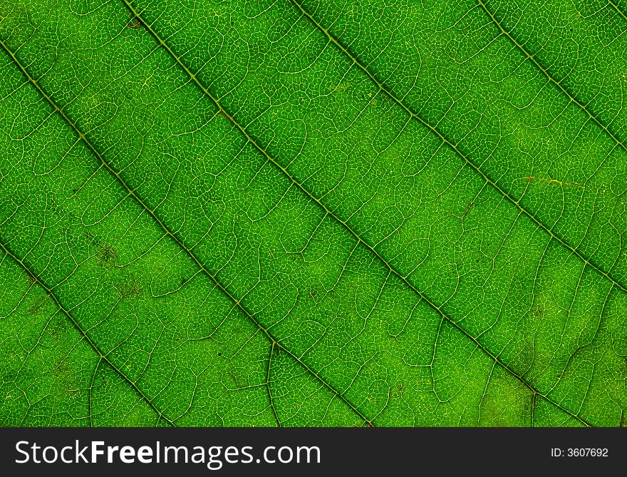 Multicolor fallen leaf macro texture high resolution image.