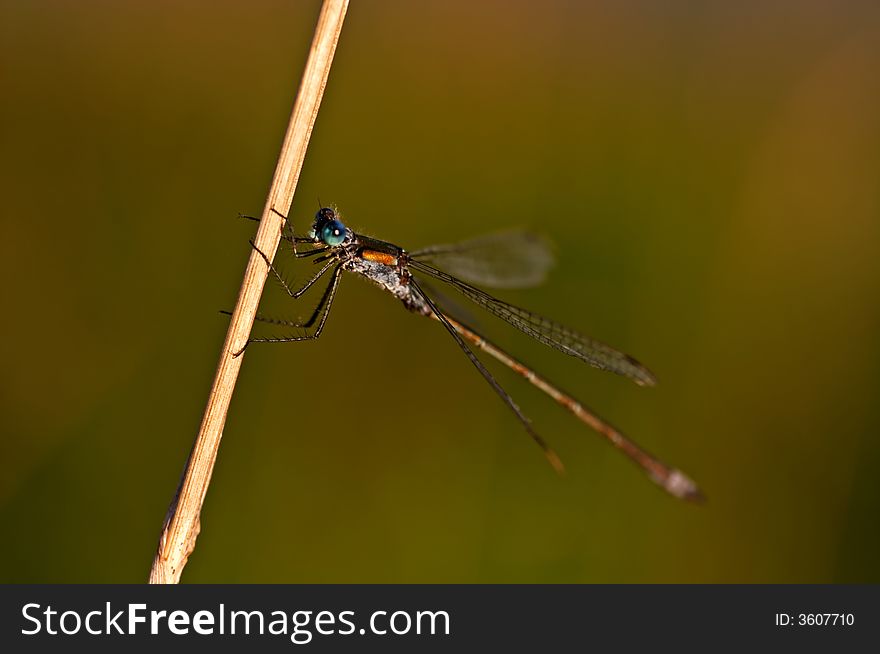 Damselfly perched on a grass