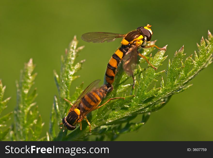 Mating DroneFlies