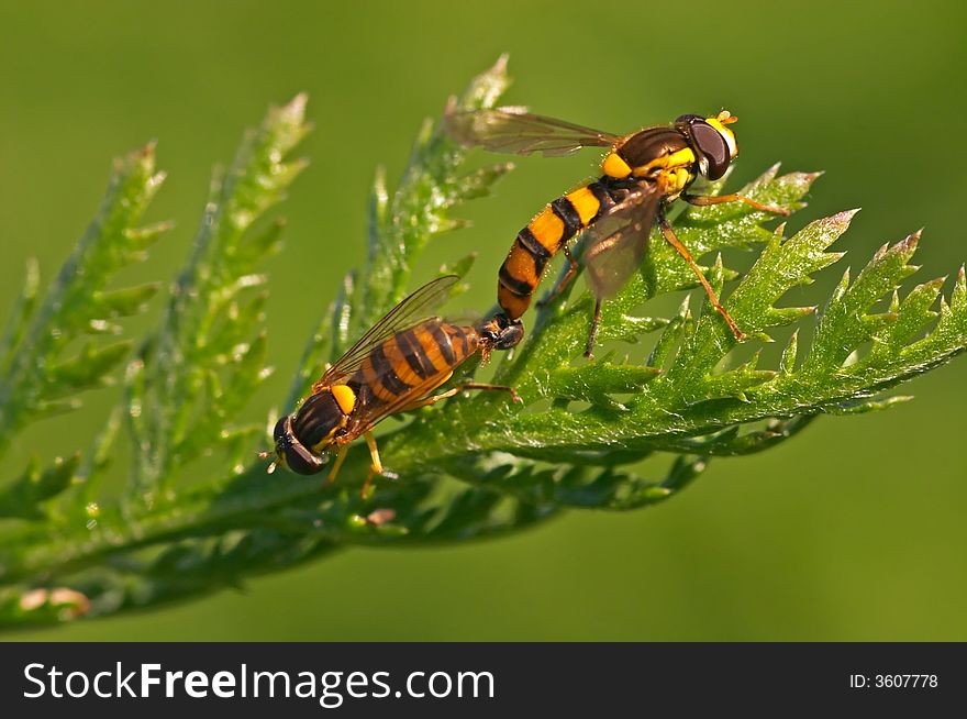 Mating DroneFlies