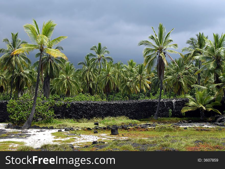 Hawaiian Palm Trees
