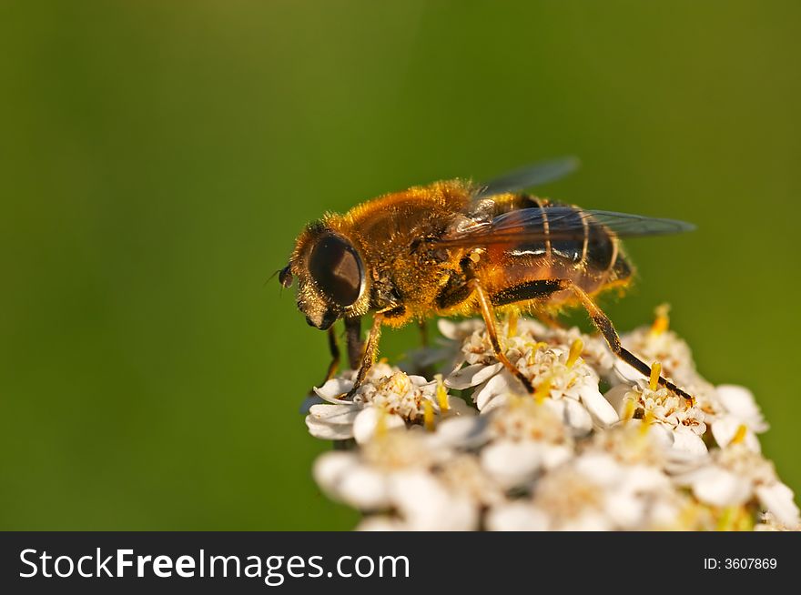 Hoverfly (Syrphidae) on white flower