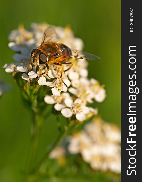 Hoverfly (Syrphidae) on white flower
