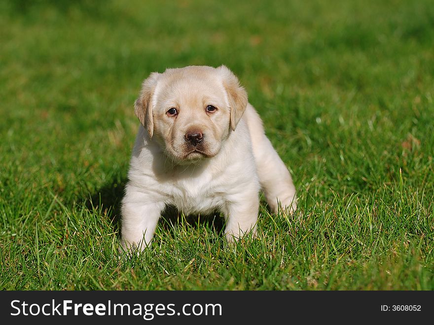 Labrador puppy