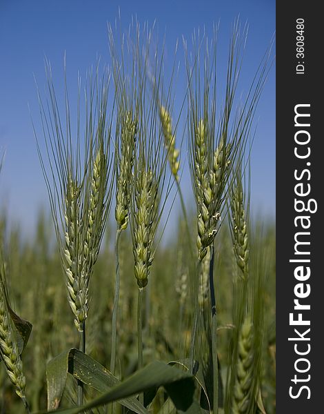 Wheat Field