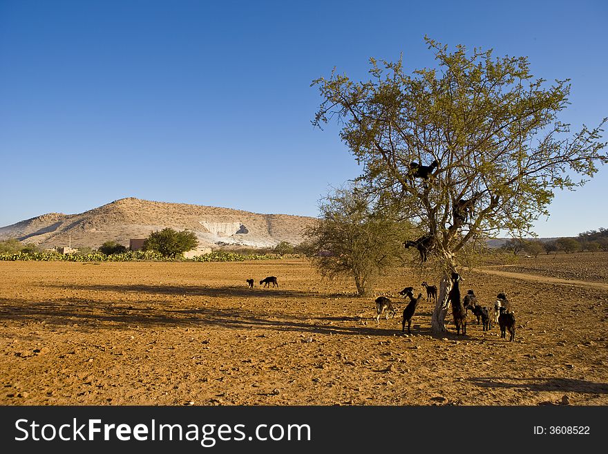 Goals on argana tree, near Agadir. Goals on argana tree, near Agadir