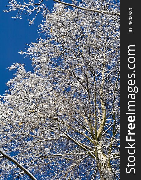 Birches just after the snowfall. Birches just after the snowfall