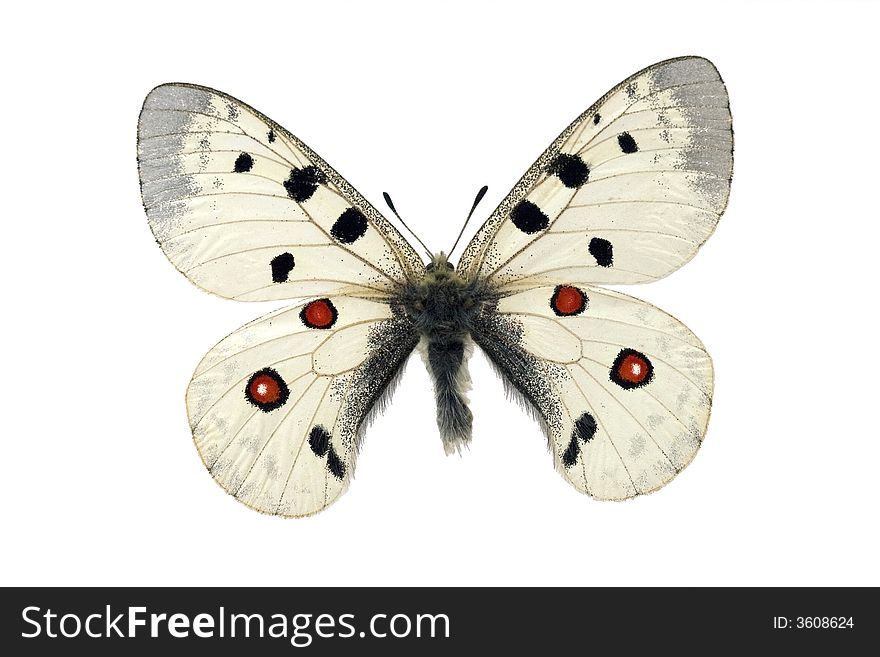 Beautiful white butterfly with red circles. Beautiful white butterfly with red circles