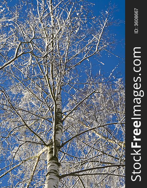 Birches just after the snowfall. Birches just after the snowfall