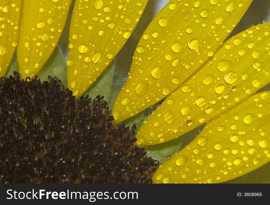 Drops on the Sunflower nature
