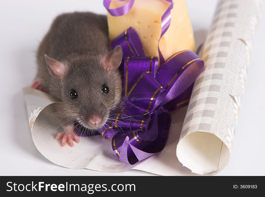 A New Year rat with a present. A New Year rat with a present