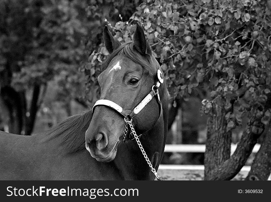 Head shot of quarter horse stallion in black and white