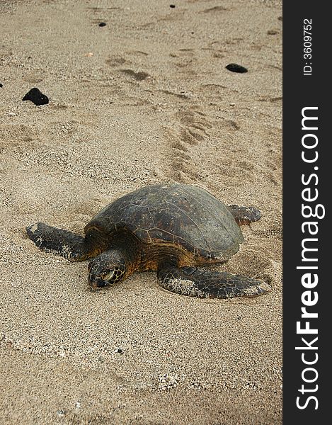 Basking turtle on the Big Island of Hawaii. Basking turtle on the Big Island of Hawaii