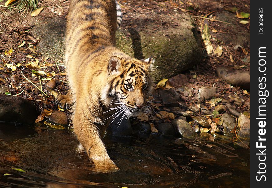 Bengal Tiger