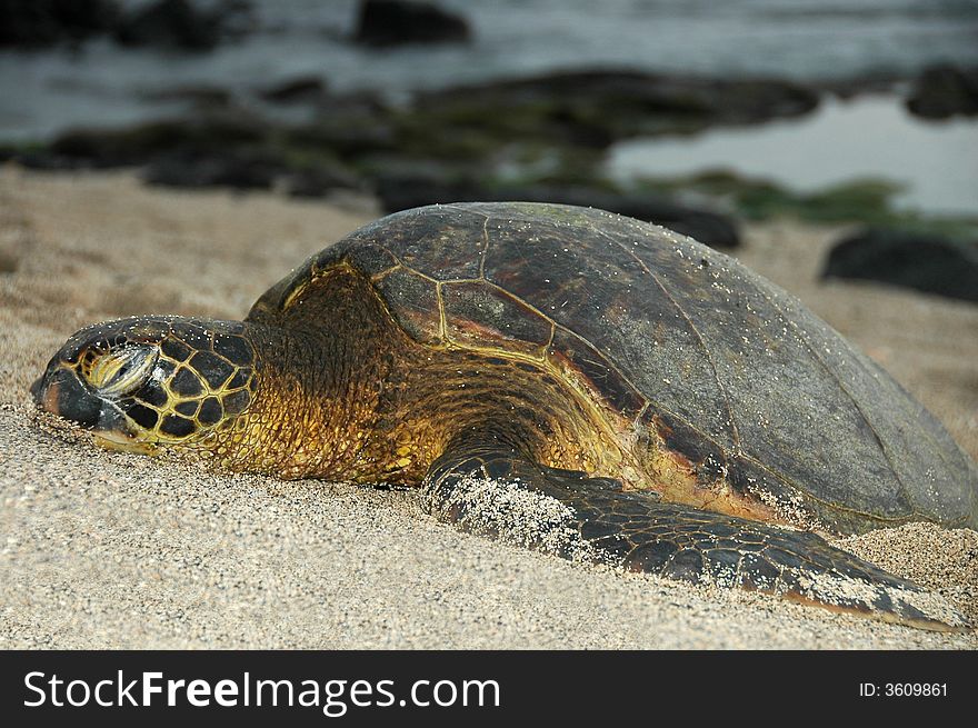 Basking turtle on the Big Island of Hawaii. Basking turtle on the Big Island of Hawaii