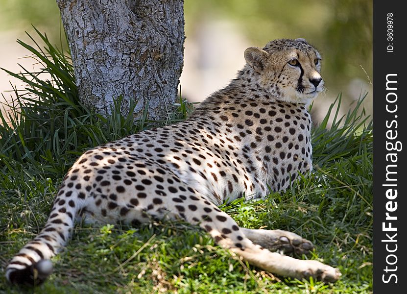 Close up of cheetah on green background