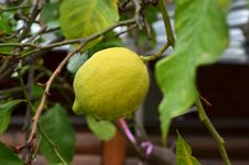Lemon Tree Stock Photo Lemon Tree Stock Photo