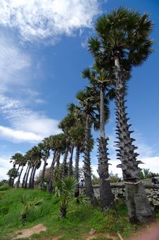Rows Of Palm Trees Royalty Free Stock Photos Rows Of Palm Trees Royalty Free Stock Photos