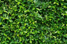 Banyan Tree Leaves Royalty Free Stock Photo Banyan Tree Leaves Royalty Free Stock Photo