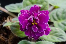 African Violet Royalty Free Stock Photo