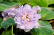 African Violet Royalty Free Stock Images