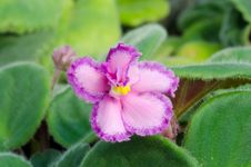 African Violet Royalty Free Stock Images
