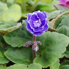 African Violet Royalty Free Stock Image