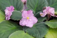 African Violet Royalty Free Stock Photography