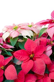 Christmas Or Poinsettia Royalty Free Stock Photos Christmas Or Poinsettia Royalty Free Stock Photos