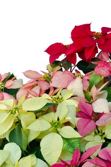 Christmas Or Poinsettia Royalty Free Stock Image Christmas Or Poinsettia Royalty Free Stock Image