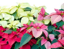 Christmas Or Poinsettia Royalty Free Stock Images Christmas Or Poinsettia Royalty Free Stock Images