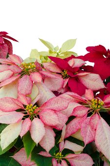 Christmas Or Poinsettia Royalty Free Stock Photo Christmas Or Poinsettia Royalty Free Stock Photo