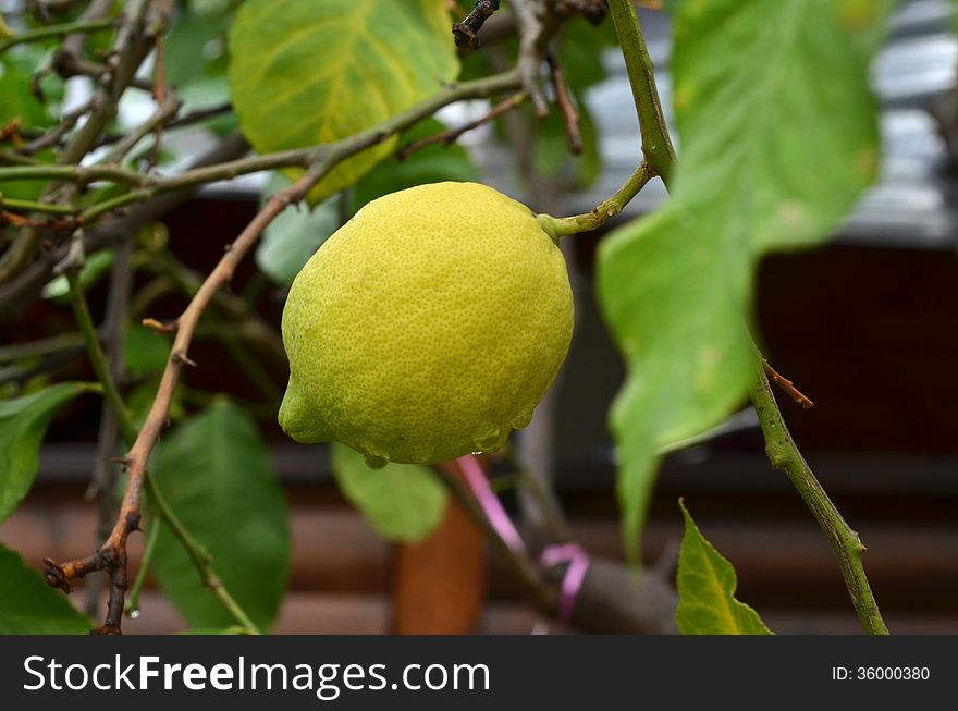 Lemon tree with fresh lemons