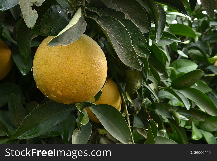 Grapefruits tree with fresh fruits after the rain