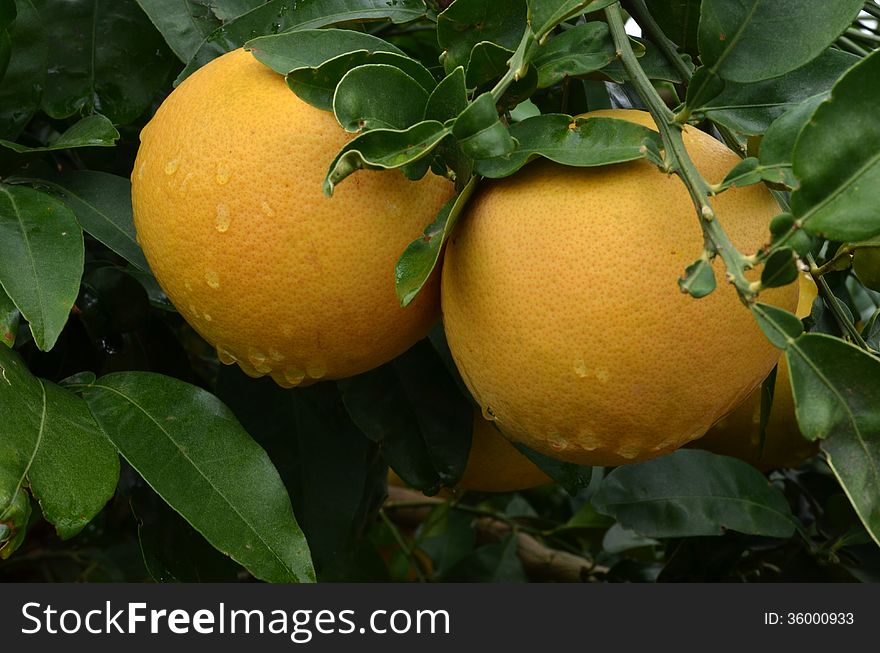 Grapefruits tree with fresh grapefruits after the rain