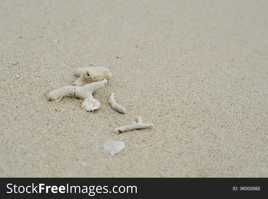 Coral carcass on the beach