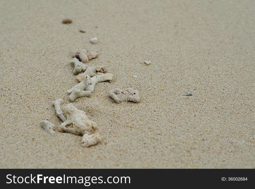 Coral carcass on the beach