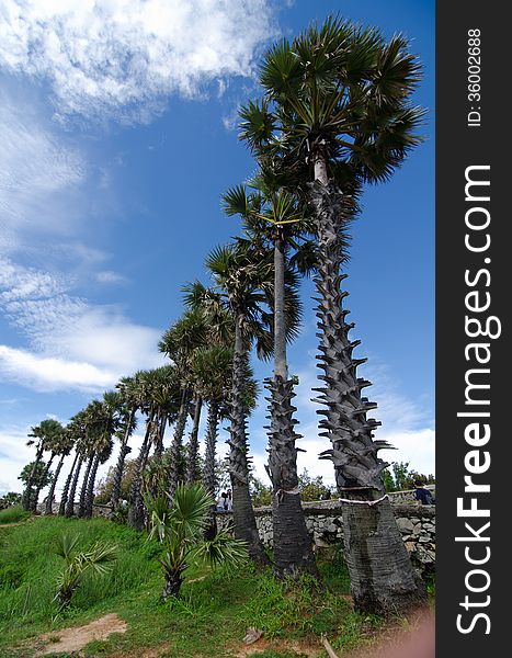 Rows of palm trees at Promthep Cape, Phuket, Thailand