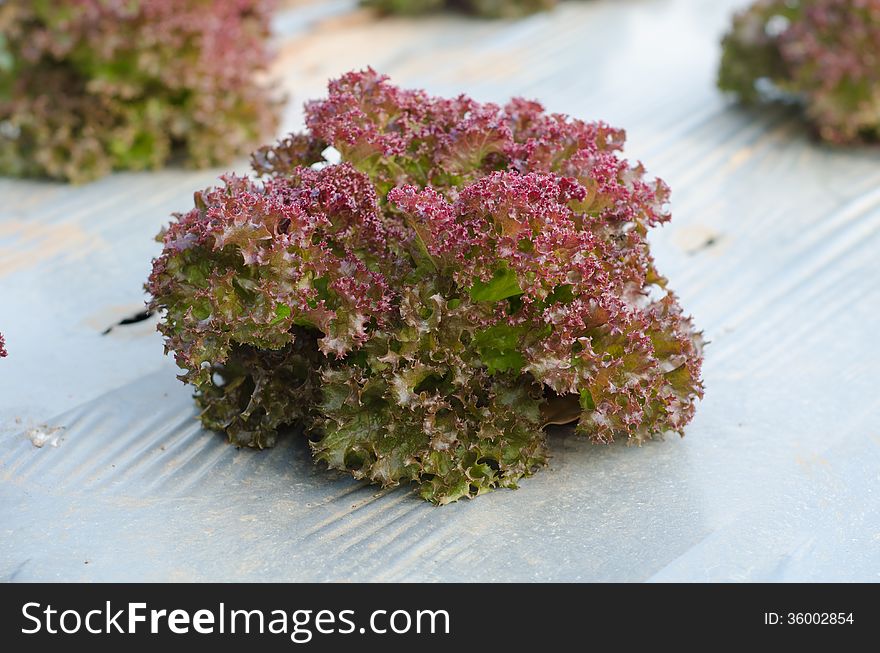 Purple vegetable frowing in farm