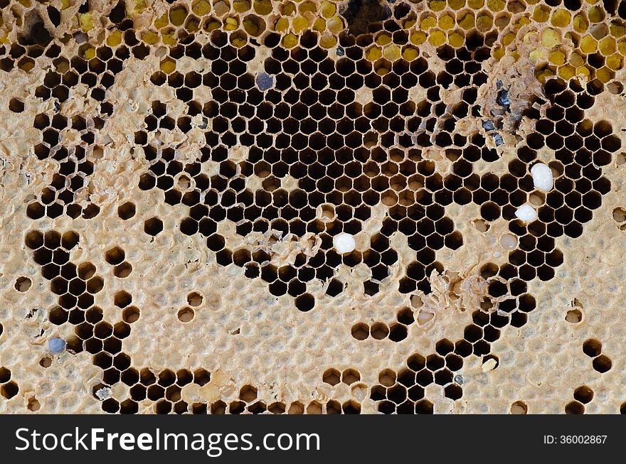 Close up of honeycomb background