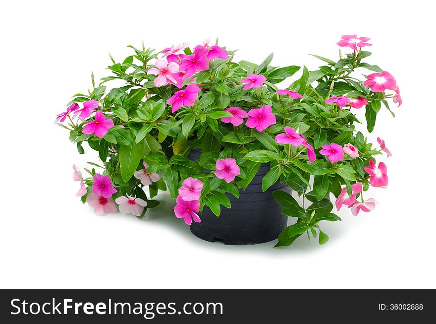 Periwinkle isolated on white background